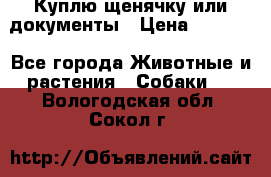 Куплю щенячку или документы › Цена ­ 3 000 - Все города Животные и растения » Собаки   . Вологодская обл.,Сокол г.